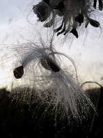 dew on milkweek seeds