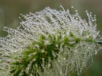 dew on grass head detail