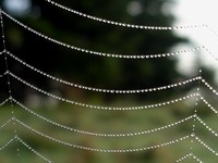 spider web detail #1