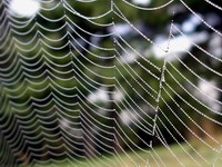 spider web detail #2