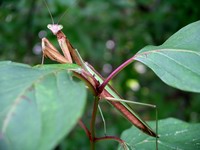 praying mantis