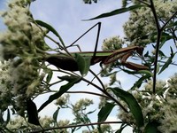praying mantis