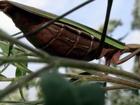 praying mantis abdomin detail