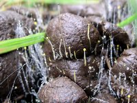 nature recyclying deer droppings