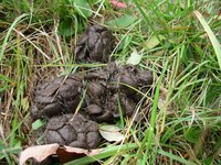 deer droppings