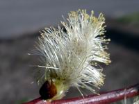 pussy willow