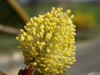 pussy willow full bloom