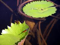 three varieties of dragon flies