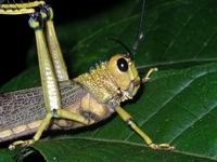Belize - grasshopper detail