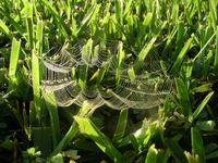 spider web in grass with dew