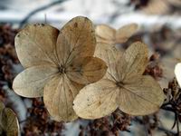dried flowers in winter