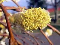 pussy willow bloom detail