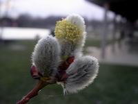 pussy willow - starting to bloom