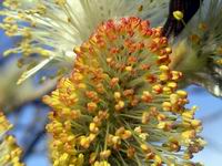 pussy willow #4