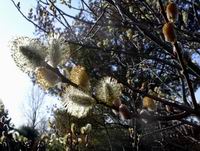 pussy willow - backlit