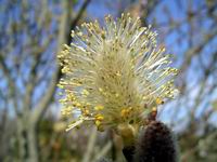 pussy willow #5