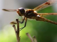 brown dragon fly