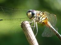 blue dragon fly
