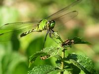green dragon fly