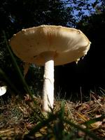 mushroom - 9 inch stem