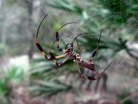 spider mending its web