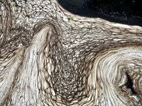 schuylkill river scum pattern #1