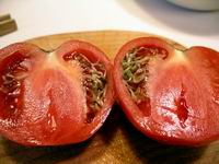 germinating tomato
