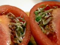 germinating tomato detail