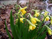 daffodil - first day of spring 2009