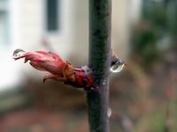 rose bud - first day of spring 2009