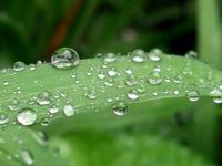 water droplets on plant blade