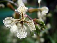 wter droplets on flower petals