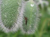 water droplet on poppy bud with mosquito