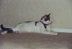 callie the cat